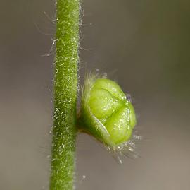   Fruit:   Plagiobothrys nothofulvus ; Photo by K. Morse, calphotos.berkeley.edu
